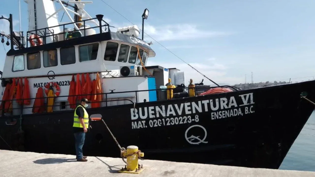 Reactivan cosecha de moluscos en Baja California tras brote de norovirus en California 