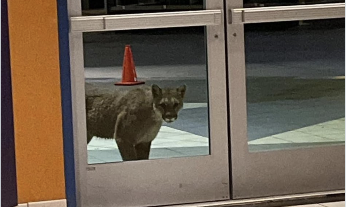 Puma pasea en San Diego; residentes captan imagen en la puerta de un cine