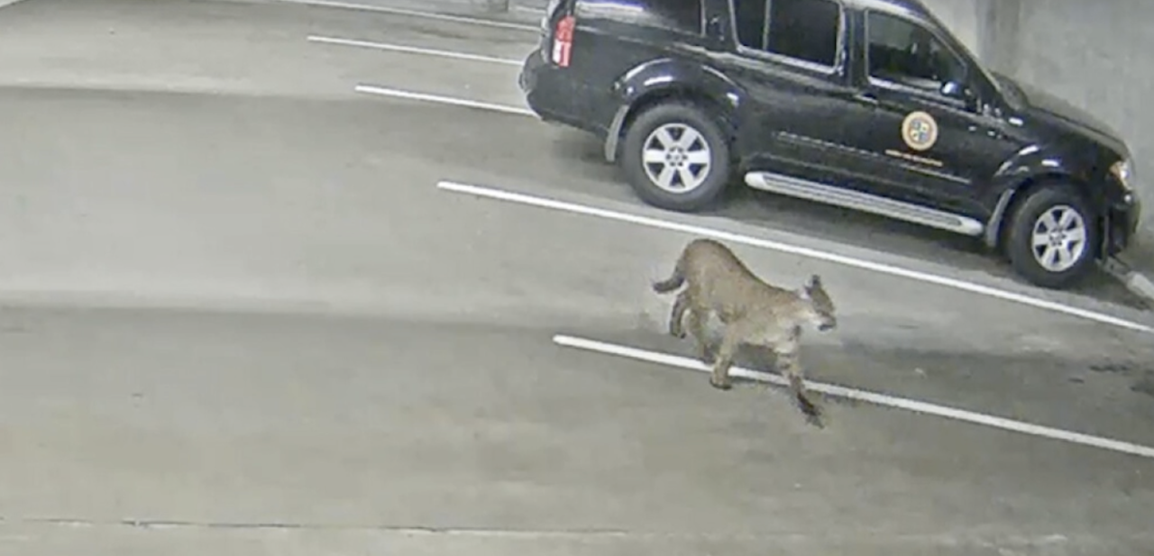 Puma muere atropellado en San Diego