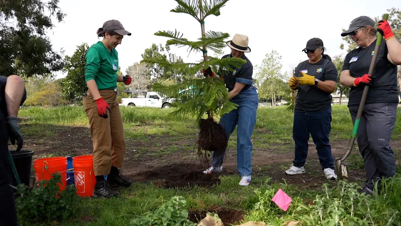 🌳 Decenas se únen para plantar más árboles en Balboa Park en San Diego