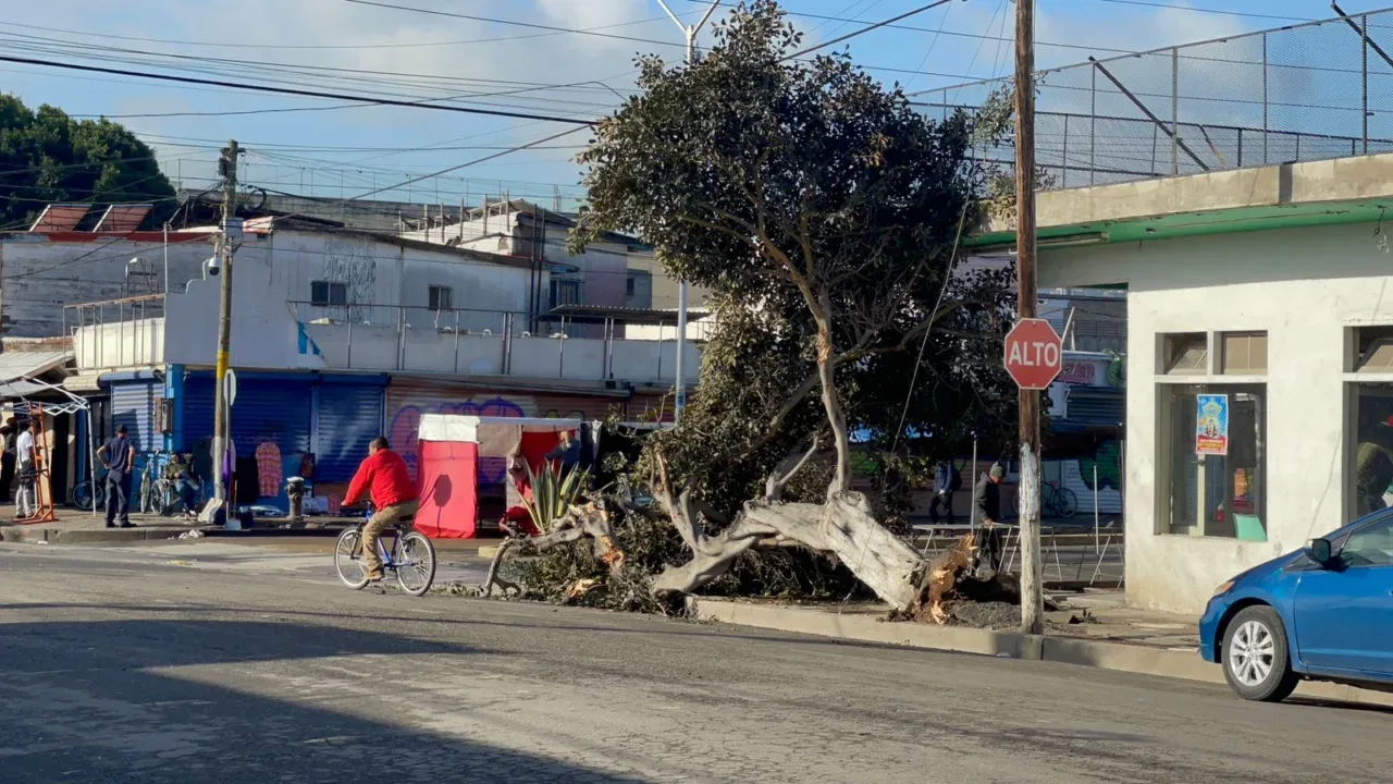 Choca camión y derriba un árbol en la calle Baja California de la zona Centro de Tijuana