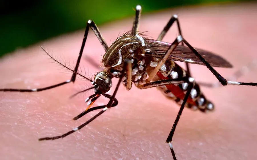 Dengue mata en el 2023 a 62 personas, en su mayoría niños y adolescentes