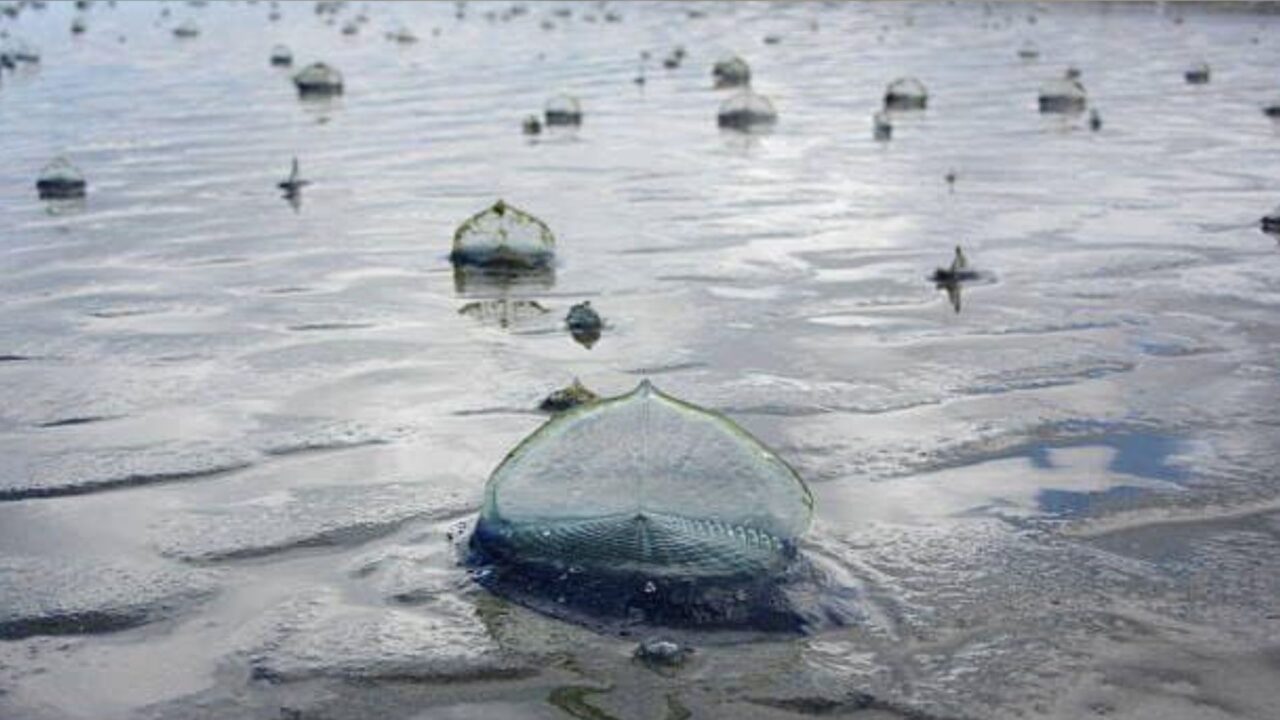 ¡No las toques! 🪼 Alertan por medusas en playas de Rosarito y Tijuana