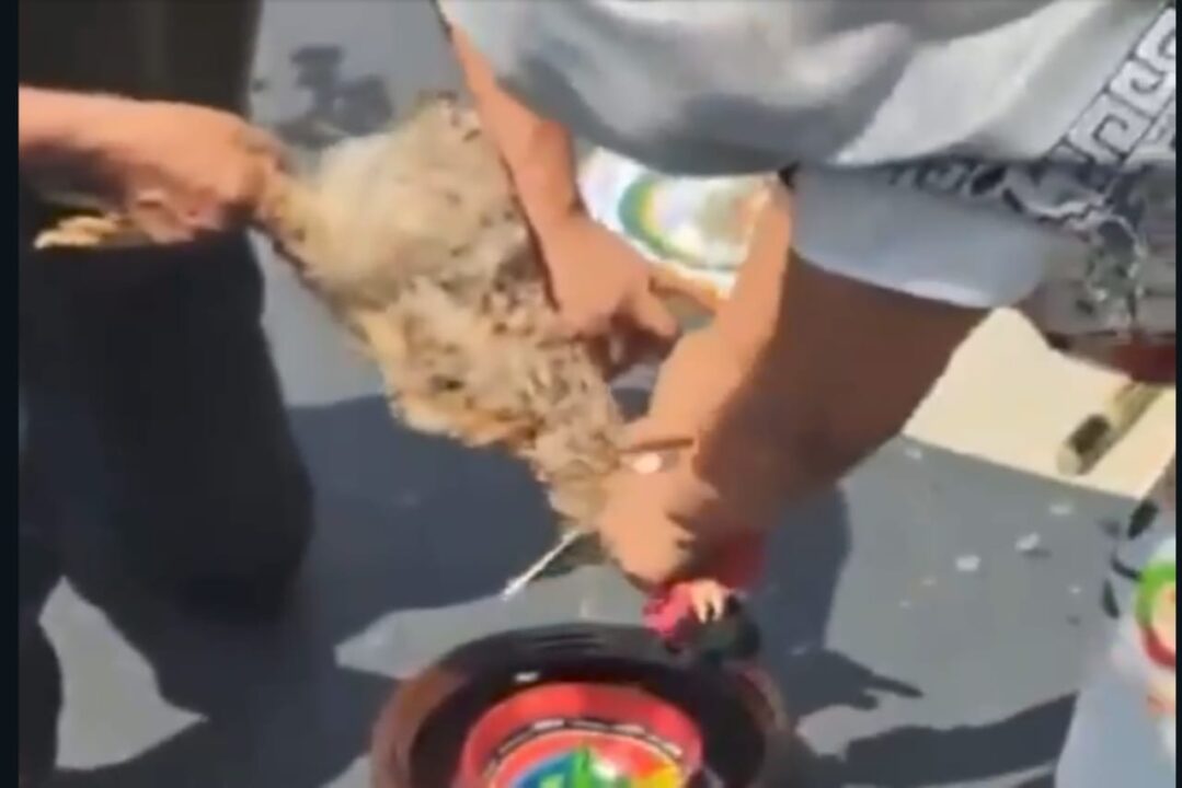 Ritual con sacrificio de animales en el Senado