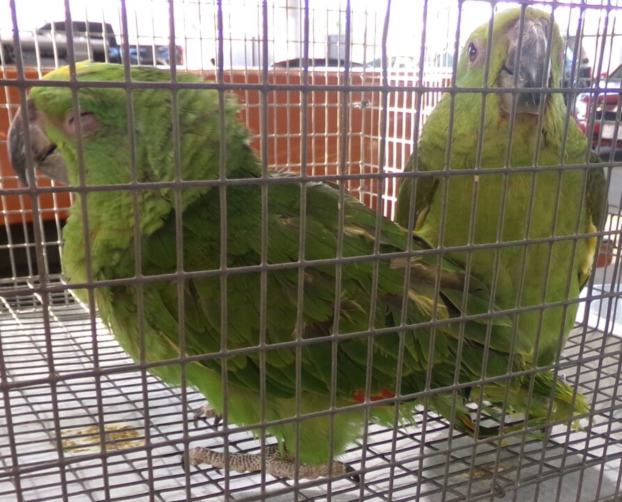 Tráfico ilegal de animales: Mujer Intenta cruzar la frontera con 5 loros