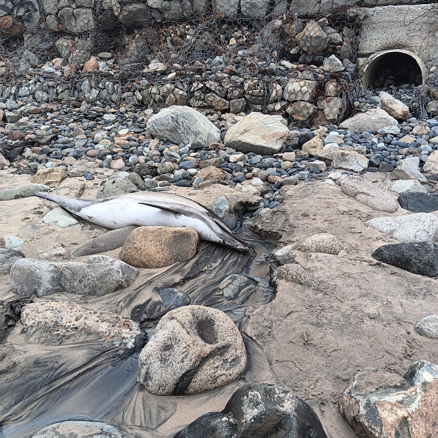 Encuentran delfín sin vida en escurrimiento de aguas negras de Playas de Tijuana