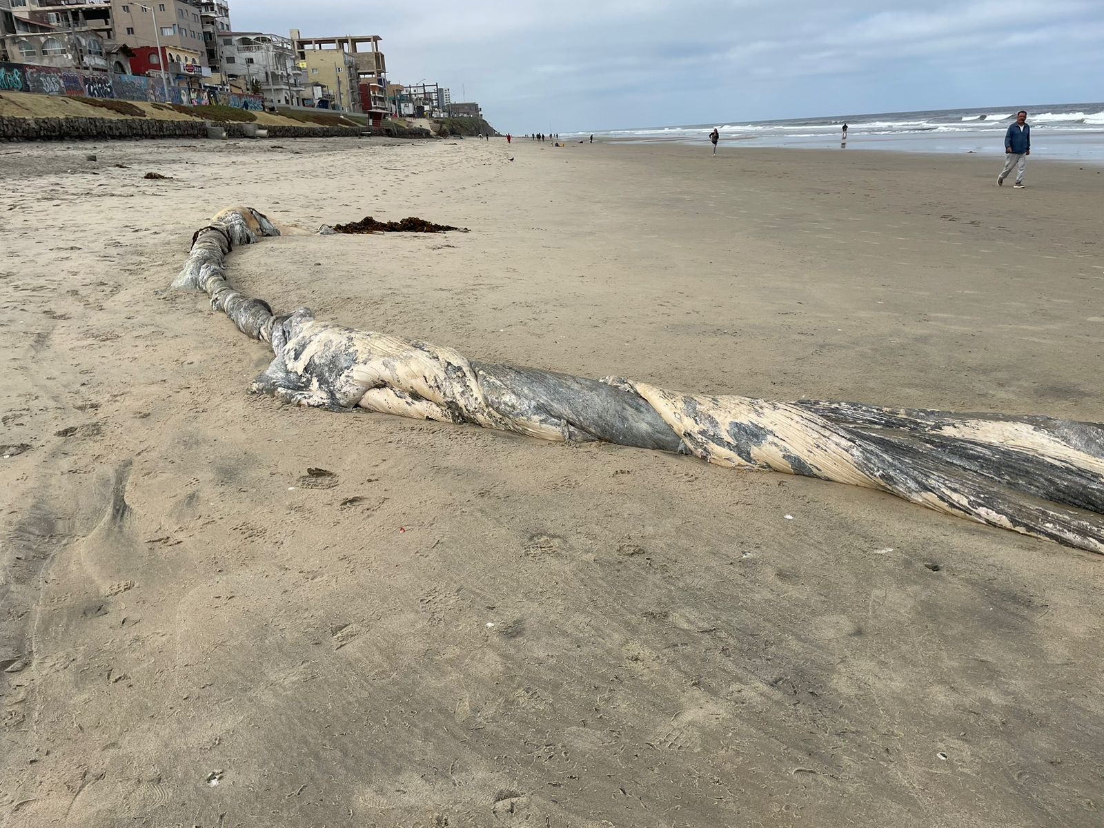 Aparecen restos de una ballena en Playas  de Tijuana, aún se desconocen las causas de su muerte