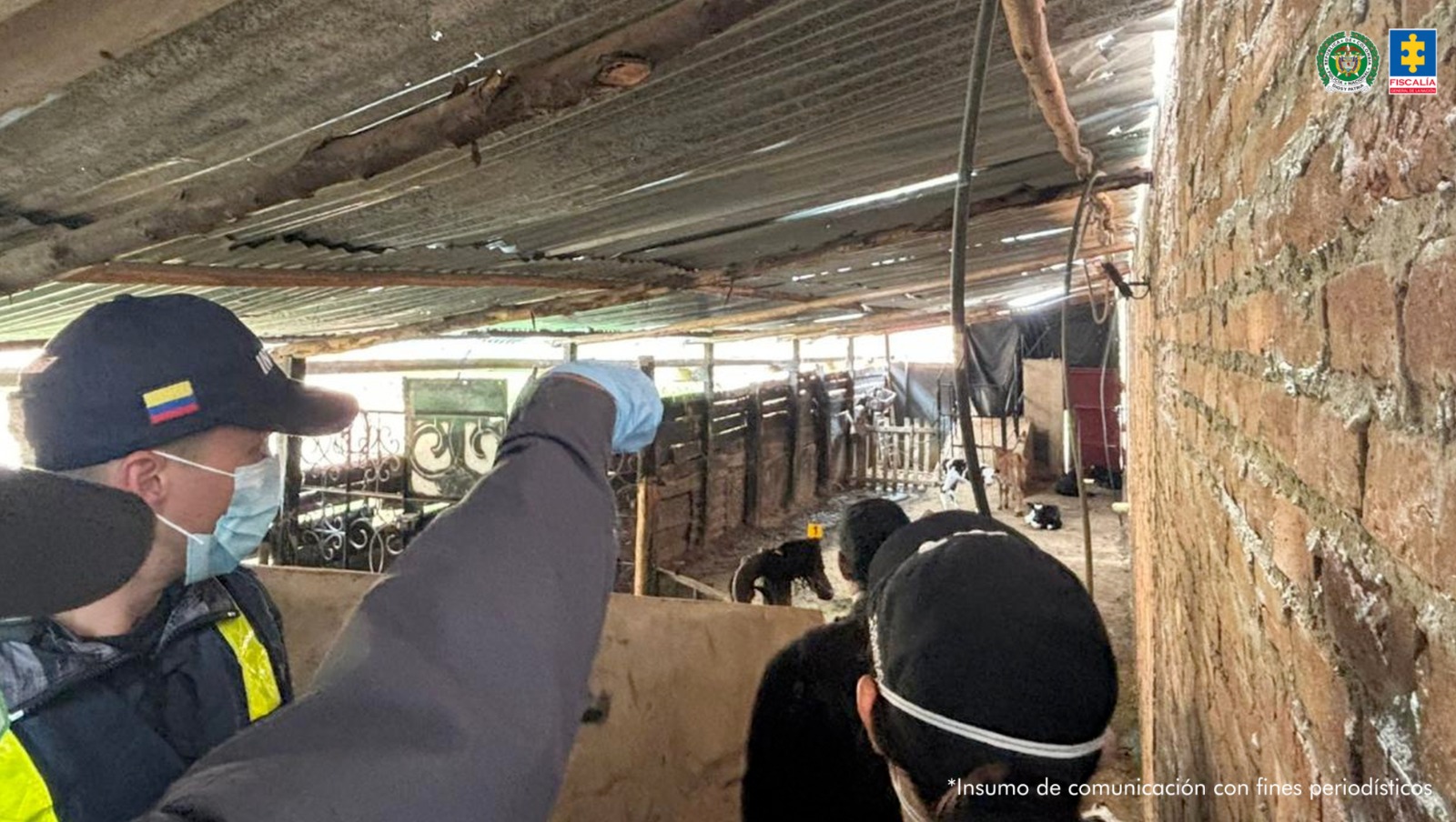 (VIDEO) Matadero clandestino vendía carne de animales enfermos