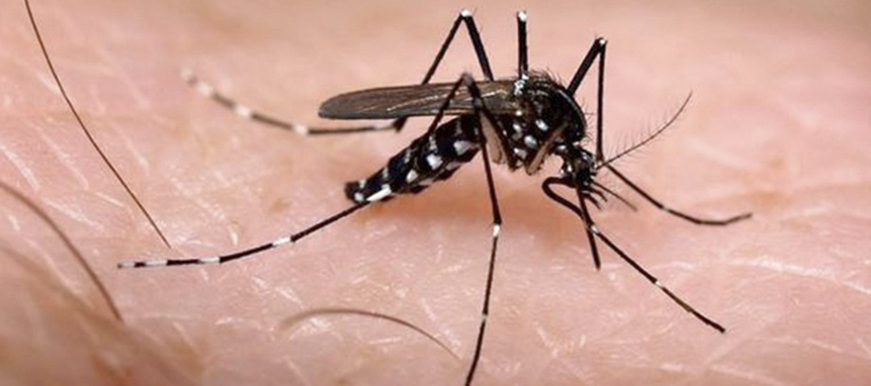 Alerta por aumento en casos de dengue en Santander: 10 personas han muerto 