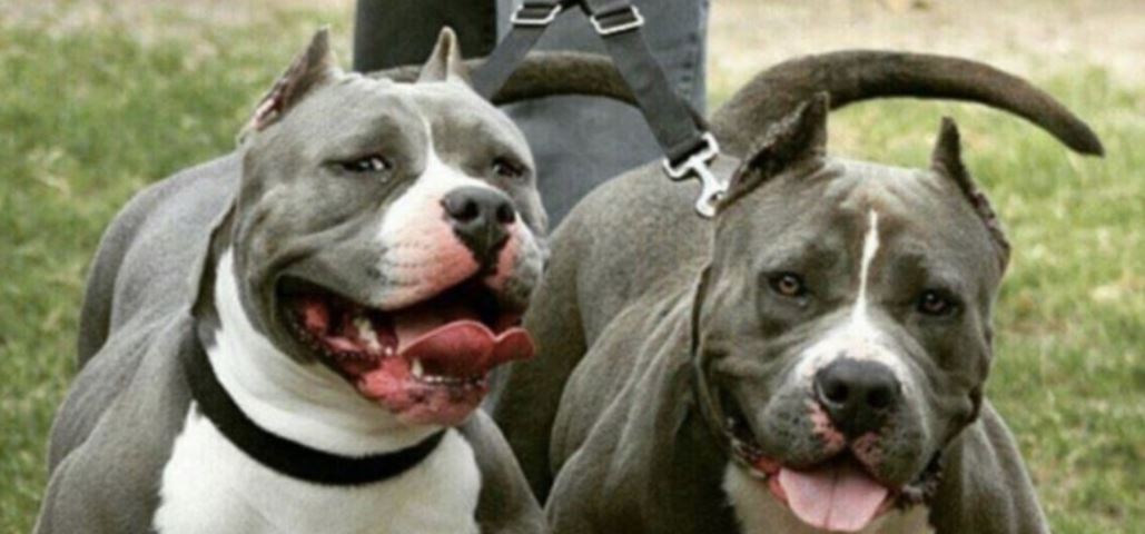 Dos perros pitbull atacaron a su dueño, Policía tuvo que intervenir para proteger al hombre gravemente herido 