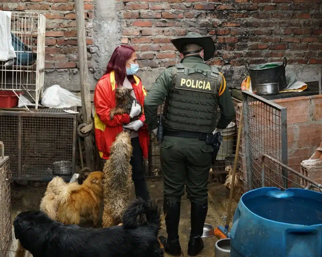 Desmantelan criadero Ilegal y rescatan a más de 30 animales