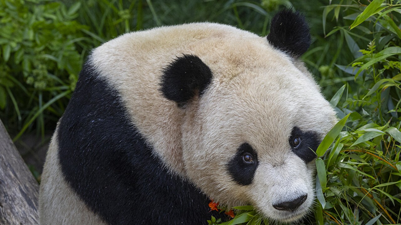 Llegan nuevos residentes al zoológico de San Diego: Pandas Yun Chuan y Xin Bao