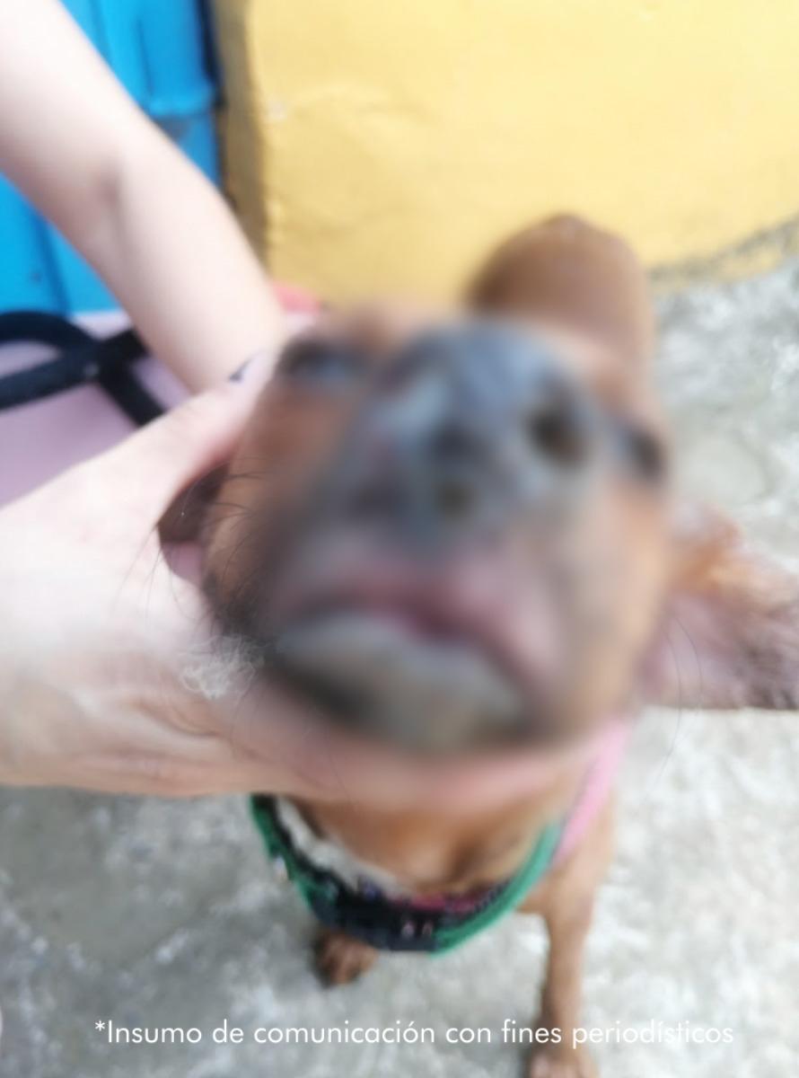 Hombre envenenó animales con huesos de pollo intoxicados: un canino murió