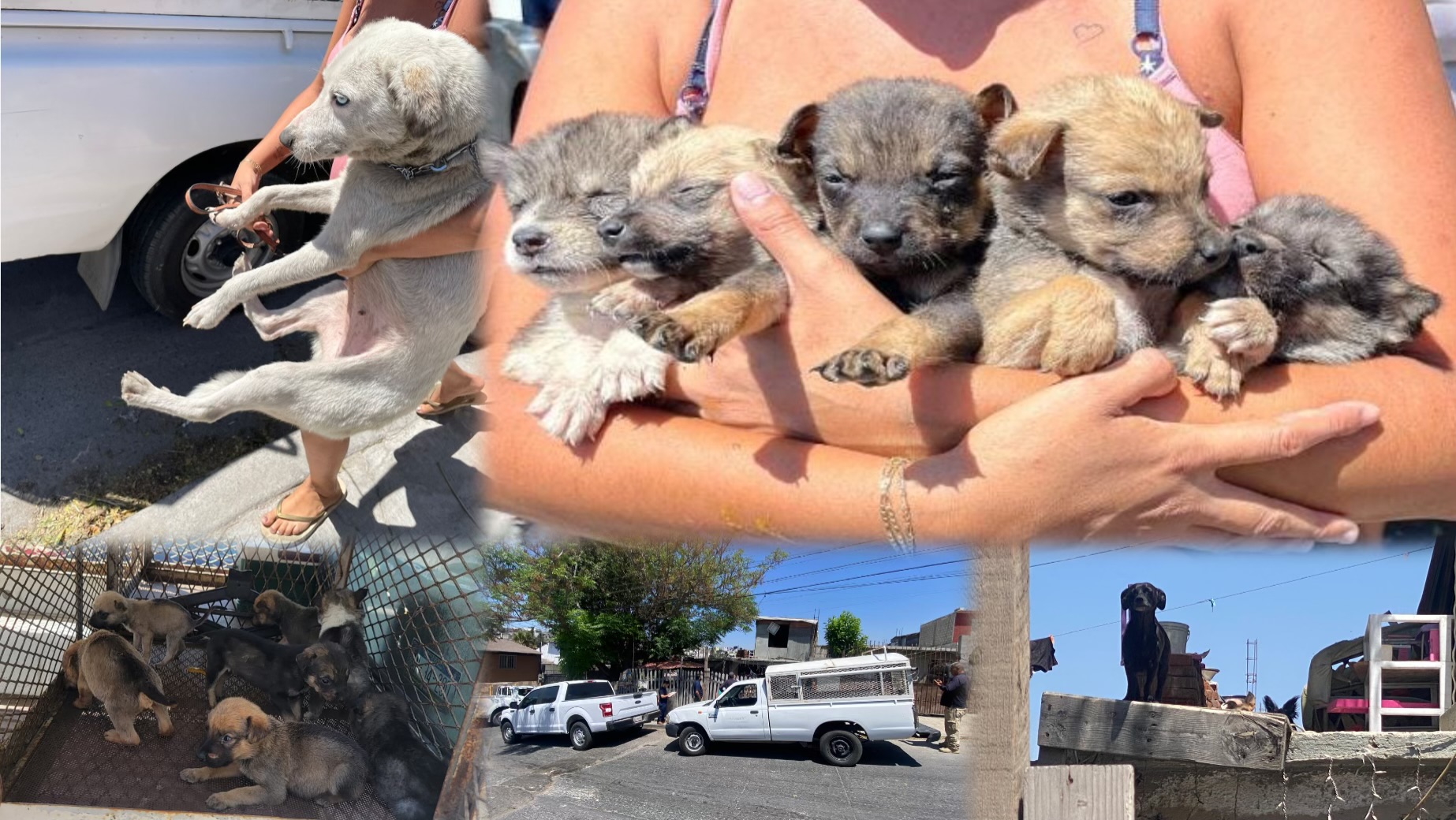 🐶 Once perritos fueron rescatados por la FGE tras cateo en la colonia el Pípila