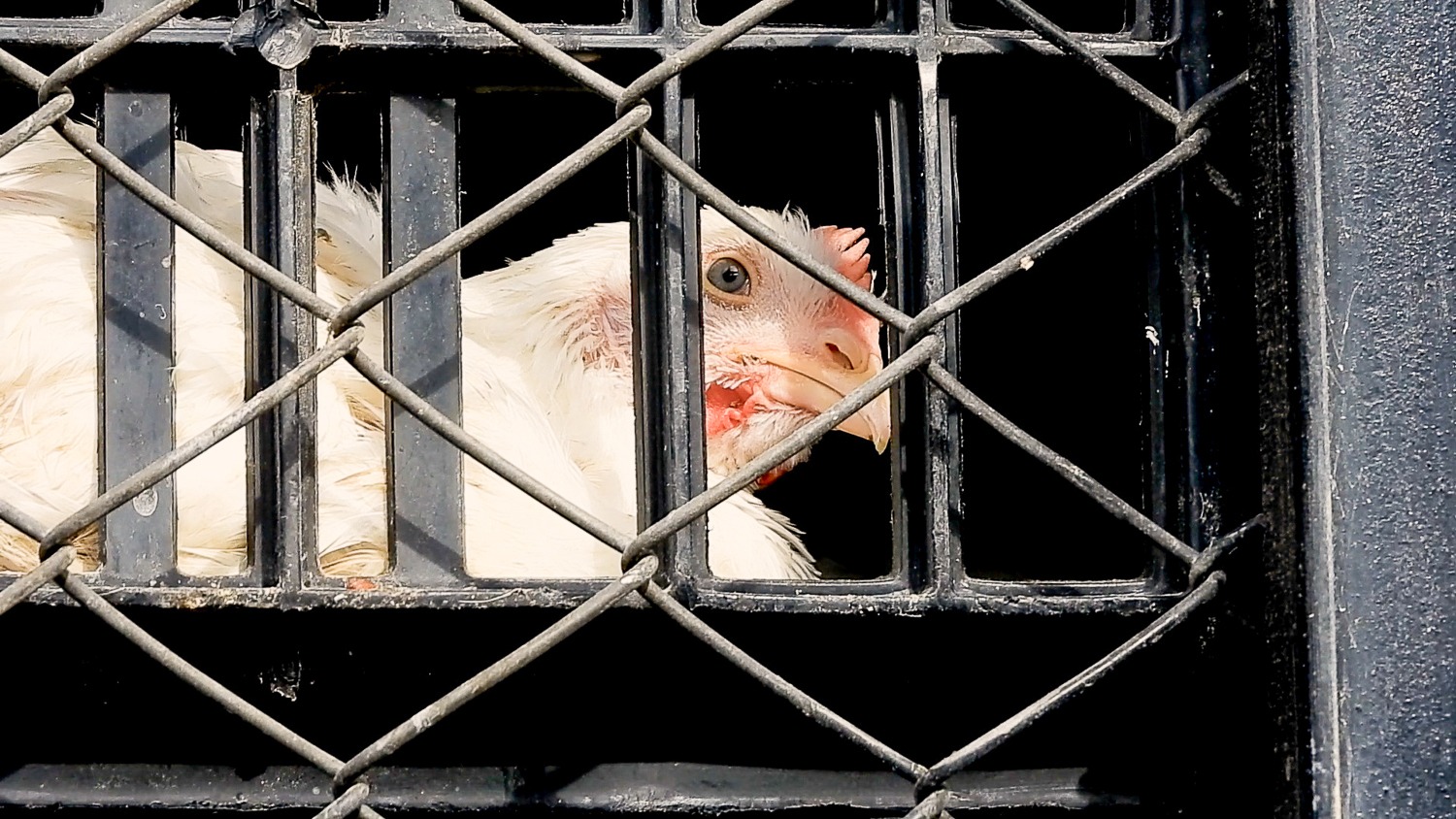 Denuncian muerte de animales en medio del paro de transportadores 