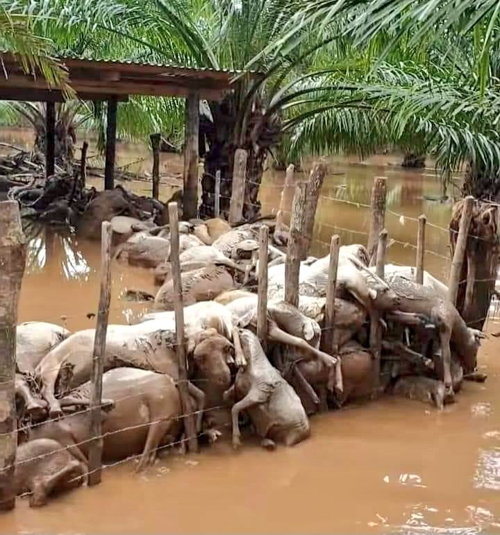La Guajira bajo alerta roja: lluvias dejan víctimas y grandes afectaciones en la región 