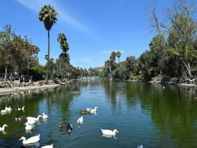 🦆 Detectan casos de “Gripe Aviar” en el Parque Morelos y cierran de manera preventiva el lago