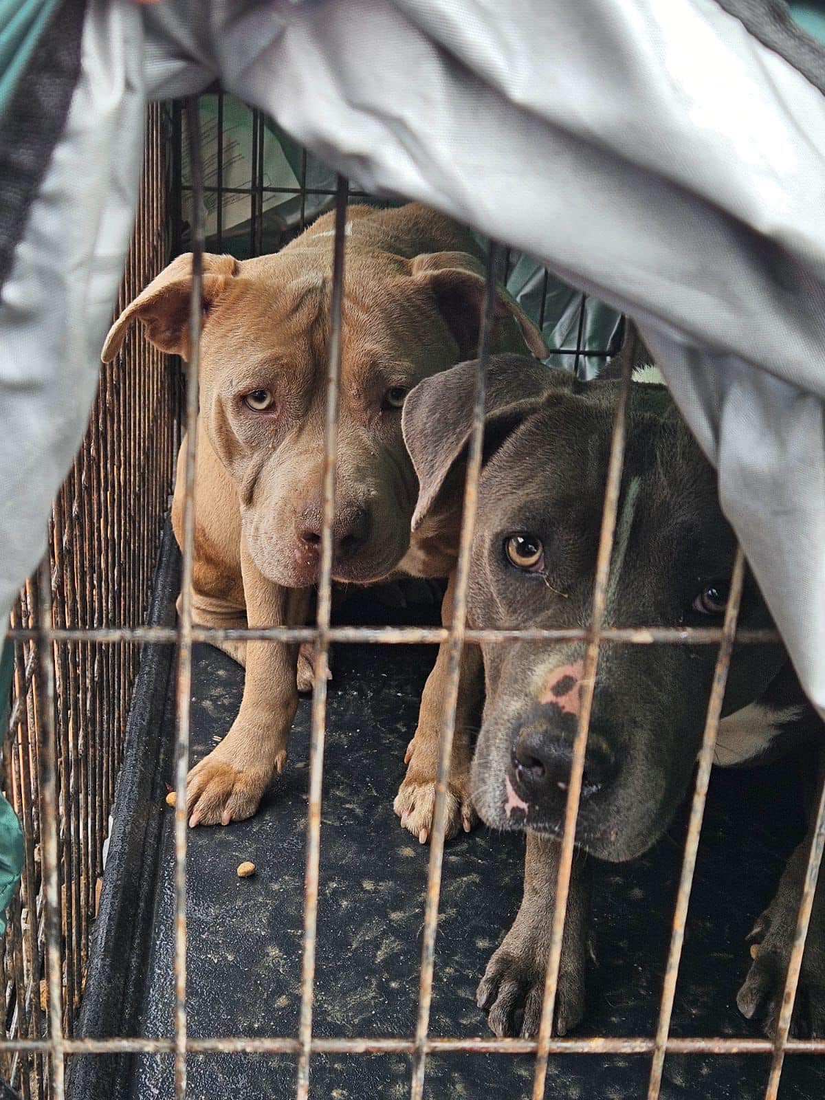 🐕 Rescatan a tres perritos durante cateo en fraccionamiento Urbi Villas del Prado