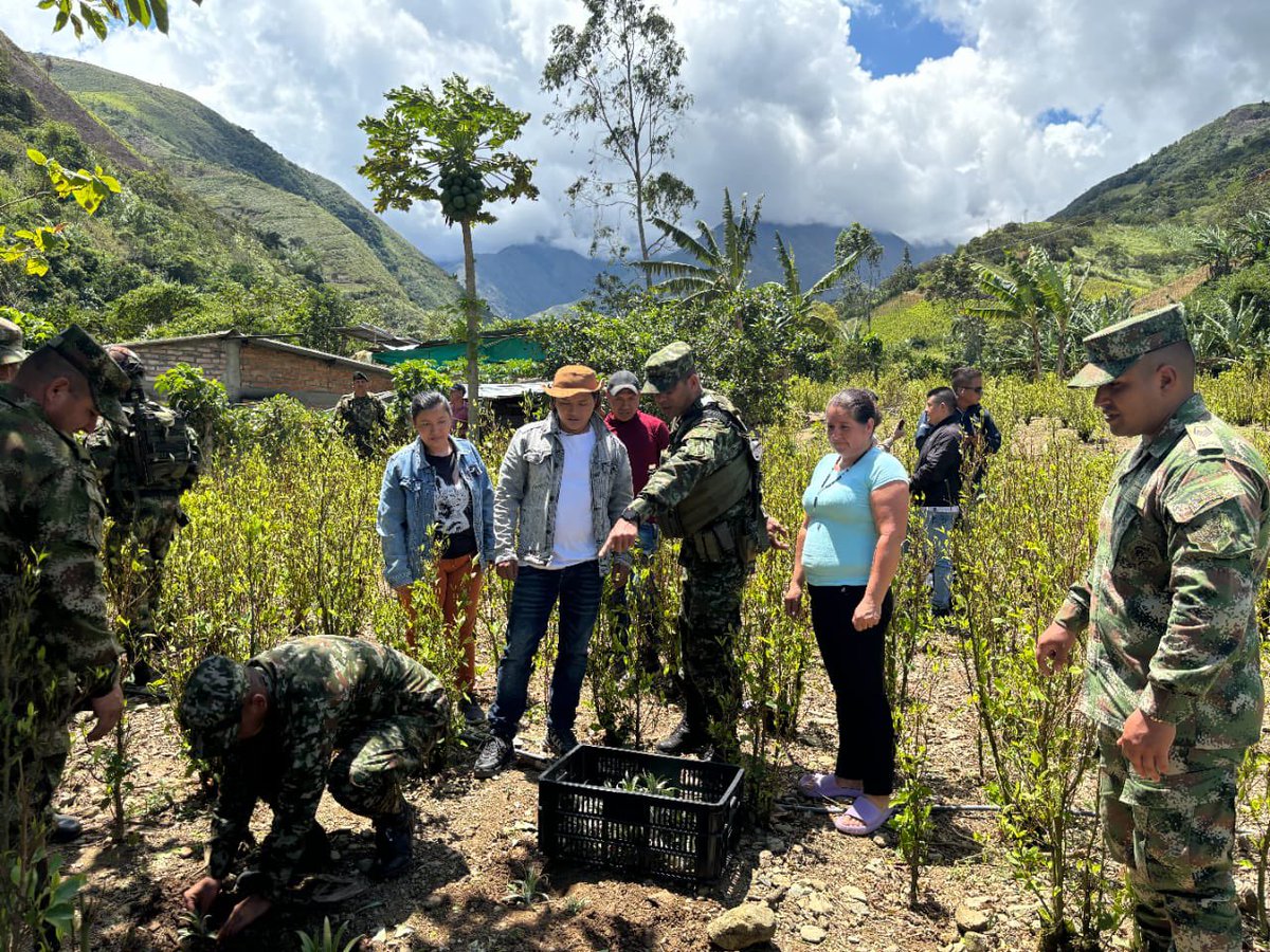 Colombia alcanza un nuevo récord en cultivos de coca con 253.000 hectáreas, mientras el narcotráfico sigue devastando el Amazonas